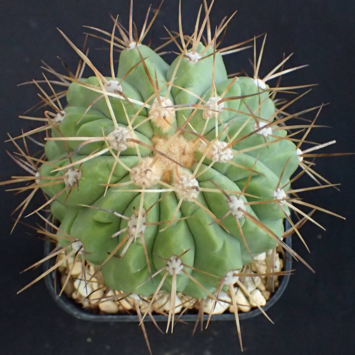 コピアピア属「ギガンティア」の画像1