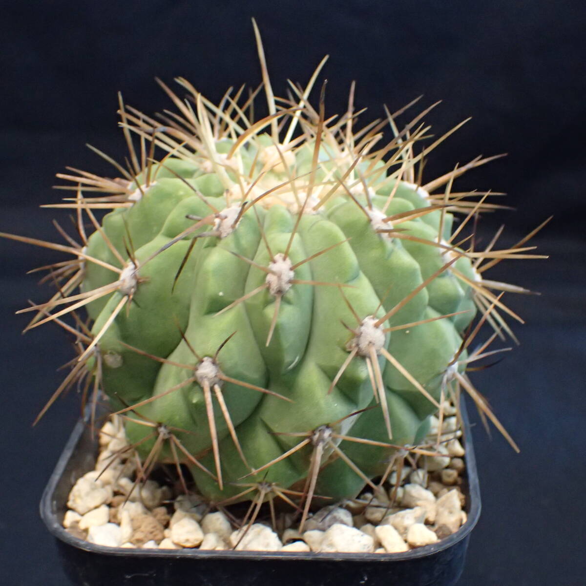 コピアピア属「ギガンティア」の画像3