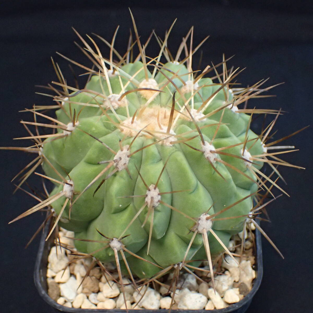 コピアピア属「ギガンティア」の画像2