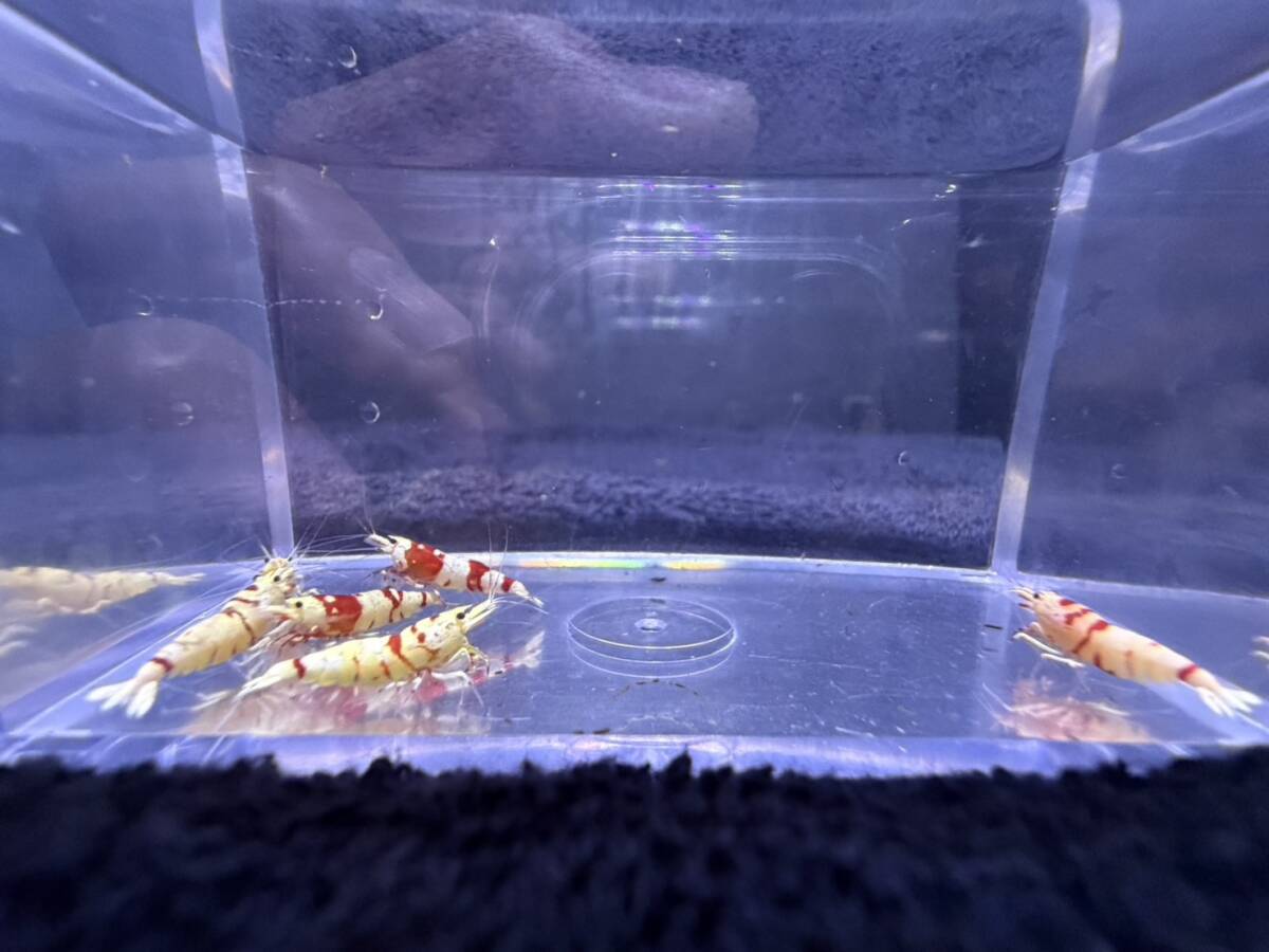 [ препятствие. есть компания . выращивание ] один шт по бережно ...ko леопард (5 шт комплект )| изначальный .. выбор другой особь ①