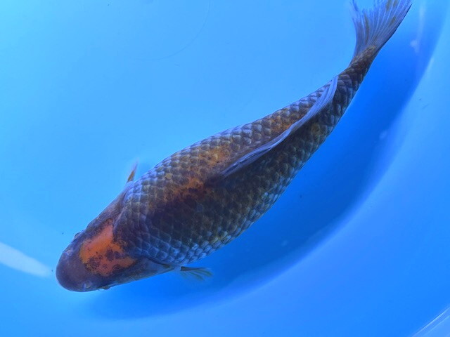 福嘉金魚 動画あり！ ミロ玉 良福鑑賞魚産 MT-4 ⑪-4 約20㌢ 2025産 現物 １匹 ビック！錦鯉のような綺麗な迫力体型！上見横見最高！ 滋賀_画像4