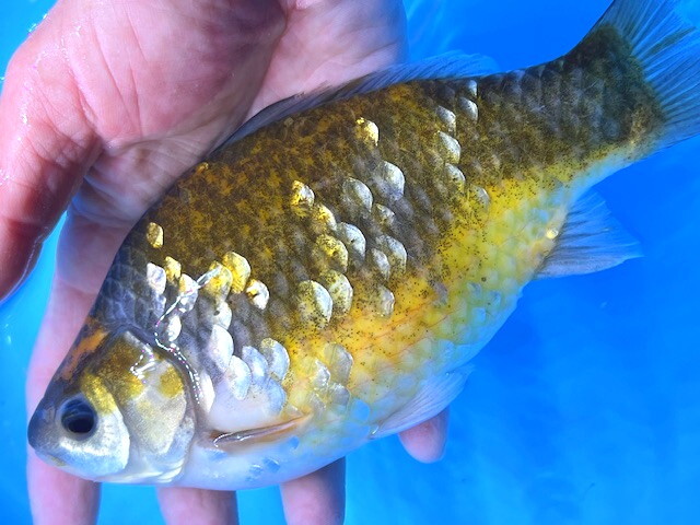 福嘉金魚 動画あり！ ミロ玉 良福鑑賞魚産 MT-4 ⑪-4 約20㌢ 2025産 現物 １匹 ビック！錦鯉のような綺麗な迫力体型！上見横見最高！ 滋賀_画像2