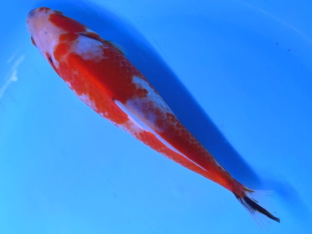 福嘉金魚 動画あり! ミロ玉 良福鑑賞魚産 MT-5 ⑪-4 約18㌢ 2025産 現物 1匹 ビック!錦鯉のような綺麗な迫力体型!上見横見最高! 滋賀_画像1