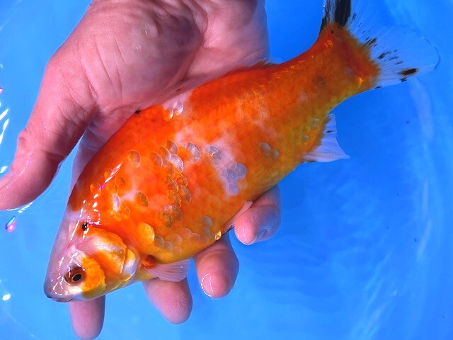 福嘉金魚 動画あり! ミロ玉 良福鑑賞魚産 MT-5 ⑪-4 約18㌢ 2025産 現物 1匹 ビック!錦鯉のような綺麗な迫力体型!上見横見最高! 滋賀_画像3
