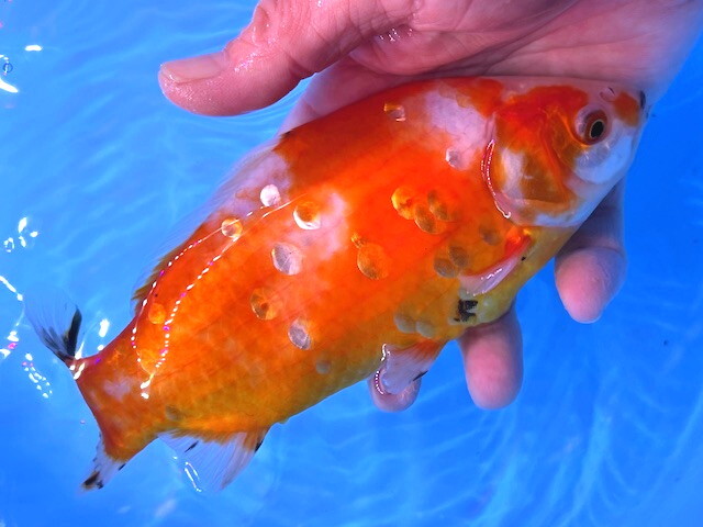 福嘉金魚 動画あり! ミロ玉 良福鑑賞魚産 MT-5 ⑪-4 約18㌢ 2025産 現物 1匹 ビック!錦鯉のような綺麗な迫力体型!上見横見最高! 滋賀_画像2