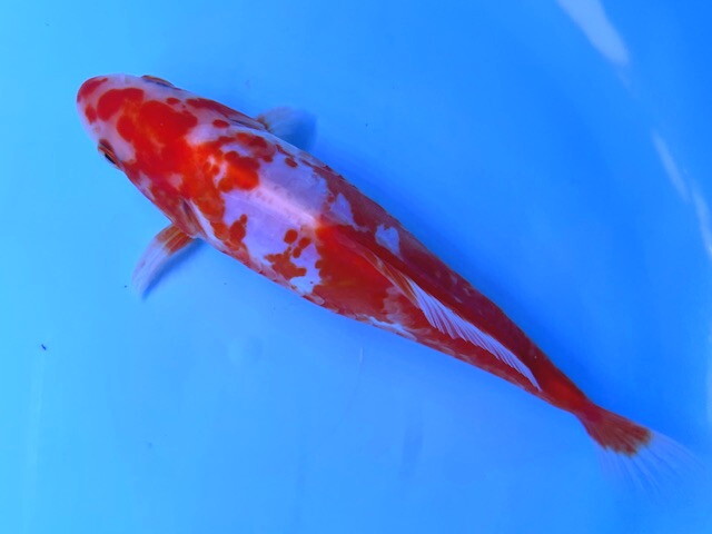 福嘉金魚 動画あり！ ミロ玉 良福鑑賞魚産 MT-6 ⑪-4 約17㌢ 2025産 現物 １匹 ビック！錦鯉のような綺麗な迫力体型！上見横見最高！ 滋賀_画像4