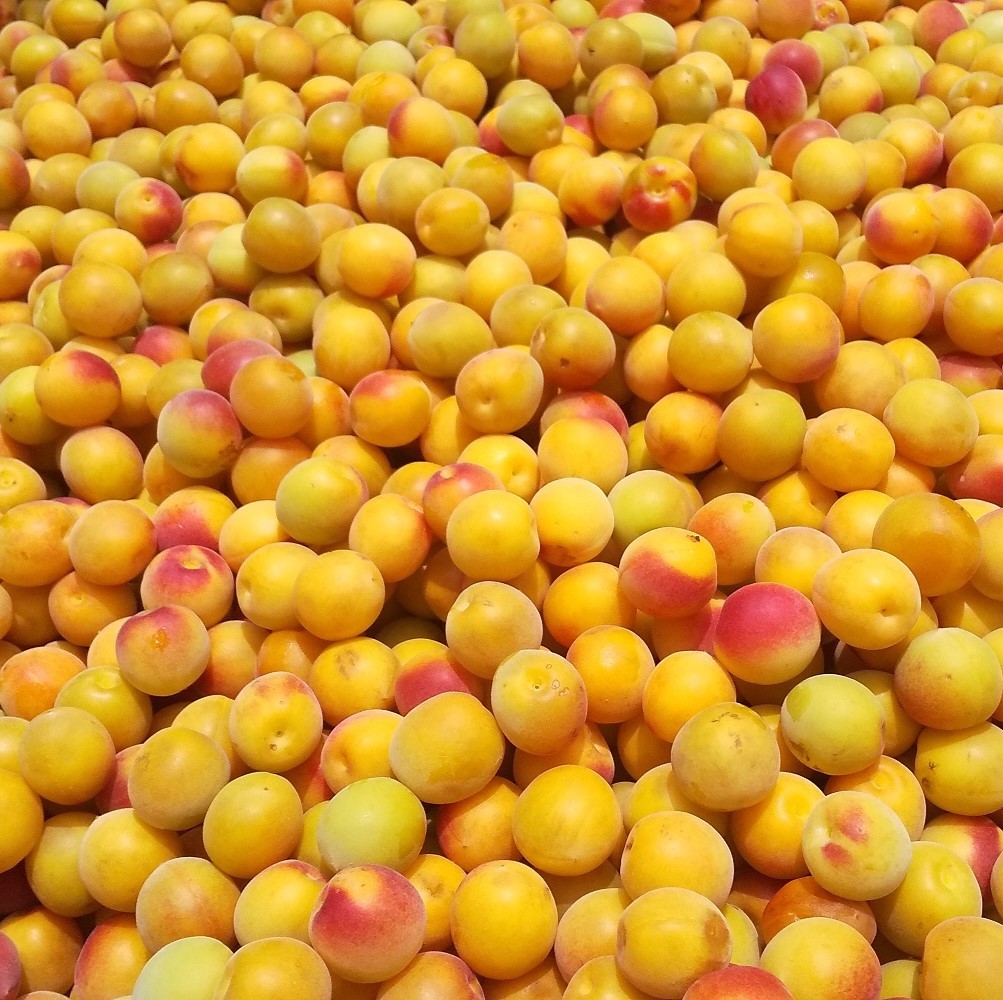 無添加 紀州南高梅 しそ漬け梅 1kg 完熟梅 梅干し 昔ながらの甘くない梅干し_画像2