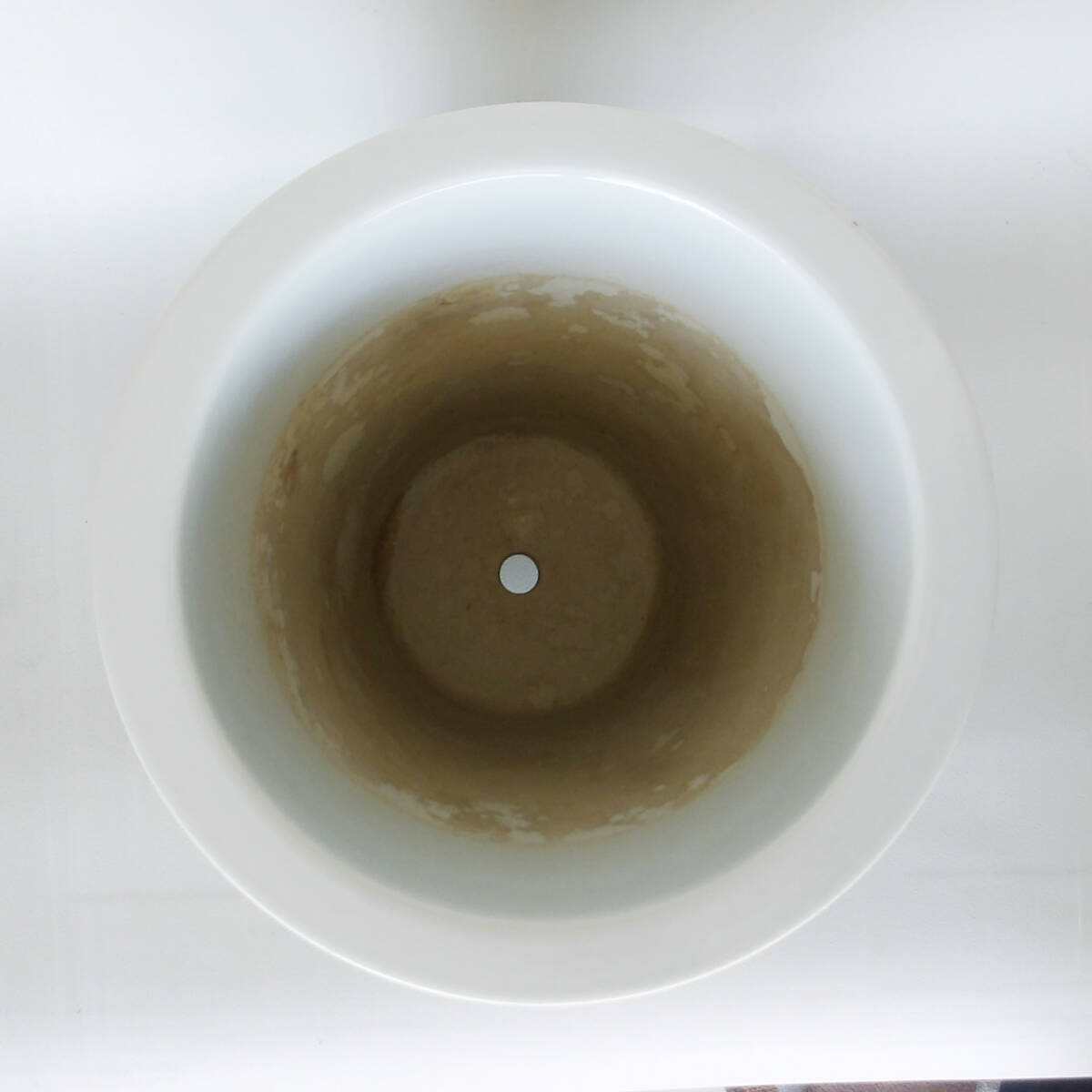 色絵　花鳥の図　蘭鉢　盆栽_画像5