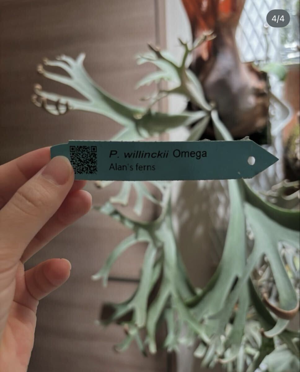 P. willinckii Omega Omega OC оригинал . АО папоротник олений рог 