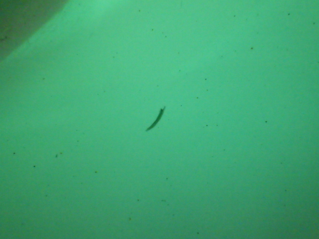 T-ロック[A1DFF]リアバンパー LC9A白_画像5