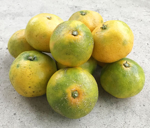  природа культивирование синий мандарин пудра (30g)* нет удобрение * нет пестициды * без добавок * Kumamoto префектура производство. синий мандарин . порошок . сделал * поллиноз . аллергия признаки. смягчение . ожидать!