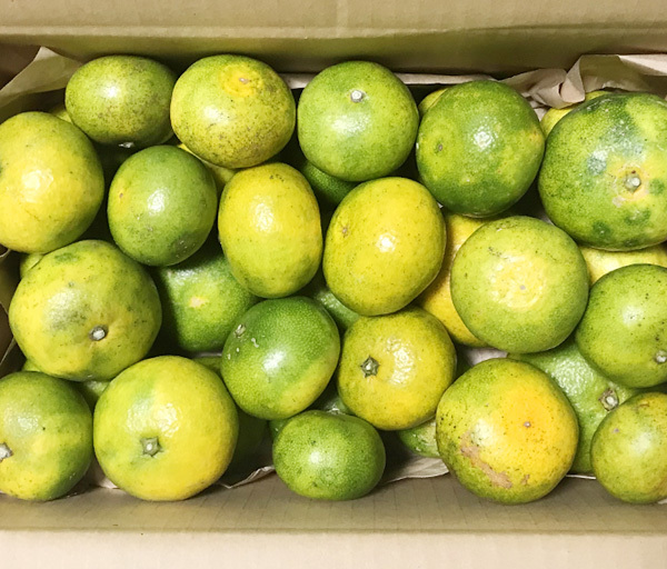  природа культивирование синий мандарин пудра (30g)* нет удобрение * нет пестициды * без добавок * Kumamoto префектура производство. синий мандарин . порошок . сделал * поллиноз . аллергия признаки. смягчение . ожидать!