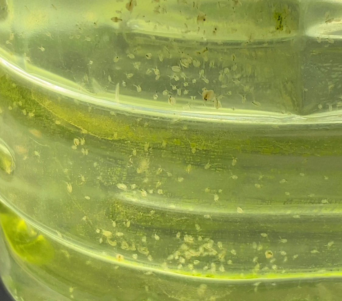  важный рыба тоже безопасность салон разведение перевозка белка k уменьшение oo mi Gin ko3g и больше производство яйцо ..me Dakar игла . золотая рыбка . рыба питание еда mi Gin ko