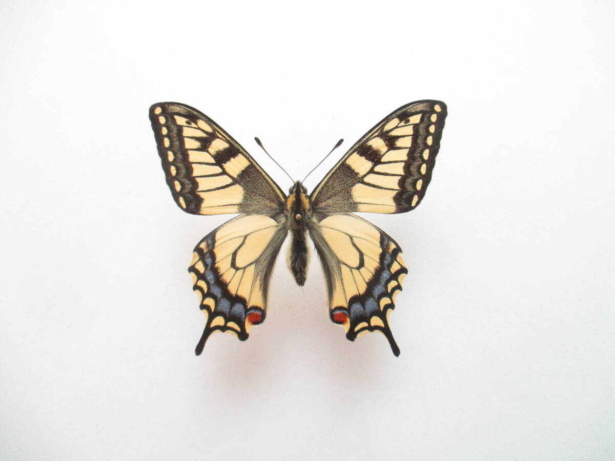 Hokkaido производство Kia ge - весна type самец разведение товар Hokkaido производство Kia ge - весна type самец разведение товар