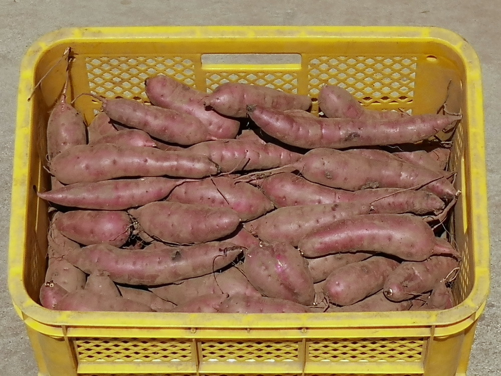 「べにはるか」茨城県の農家から直送!S,Mサイズミックス 約5kg3,800円 傷あまりなし 焼いもに最適!_画像2