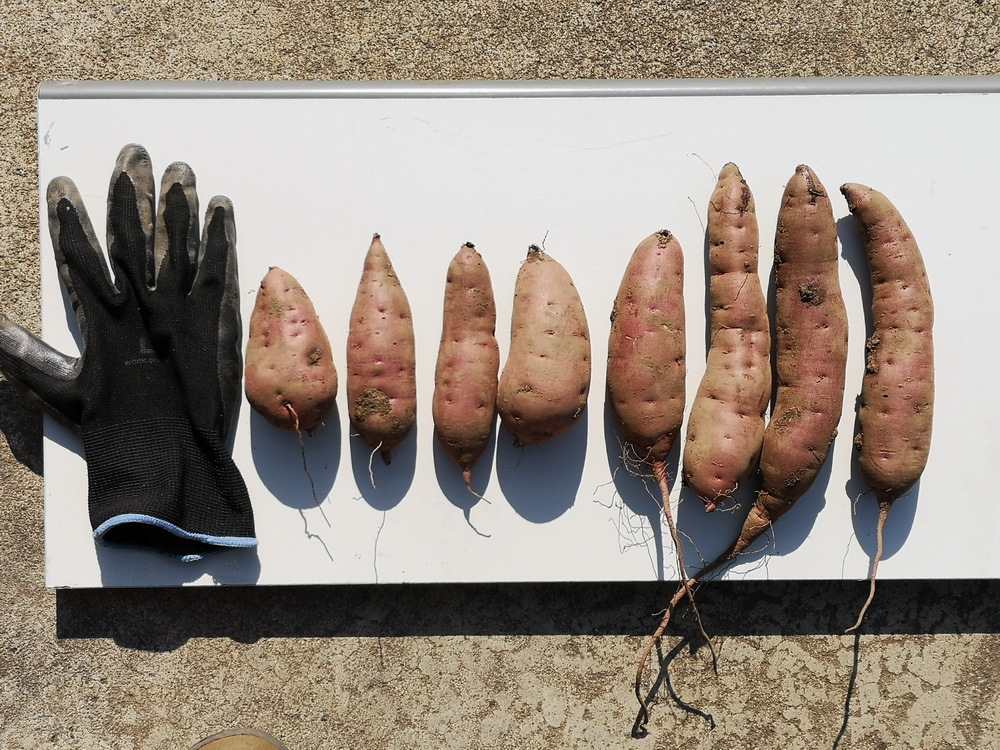 「べにはるか」茨城県の農家から直送!S,Mサイズミックス 約5kg3,800円 傷あまりなし 焼いもに最適!_画像3