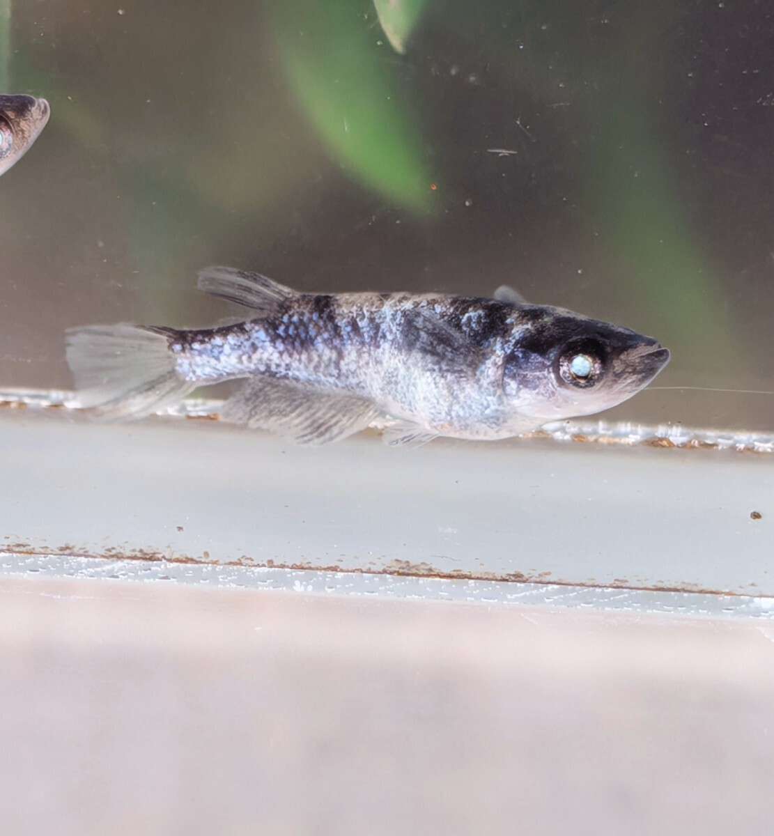【現物出品】極上 和墨白銀三色めだか　2ペア　アースアイ　メダカ　8月産まれ【桜庵】ぱれっと様直系_画像4