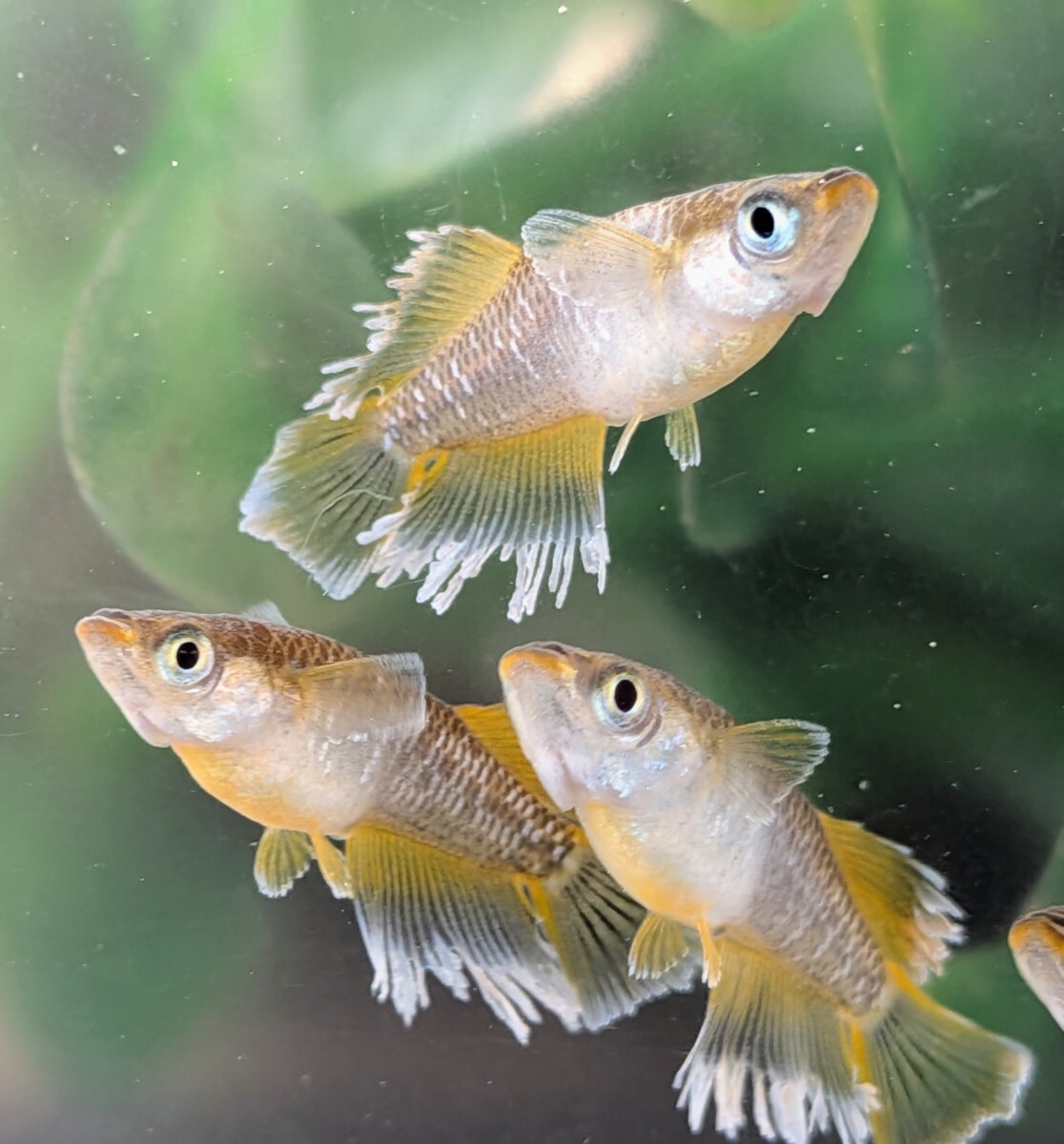 【現物出品】極上　フロマージュめだか　6匹　光体型1ペア普通体型2ペア　メダカ　8月産まれ【桜庵】 夢中めだか様直系_画像1