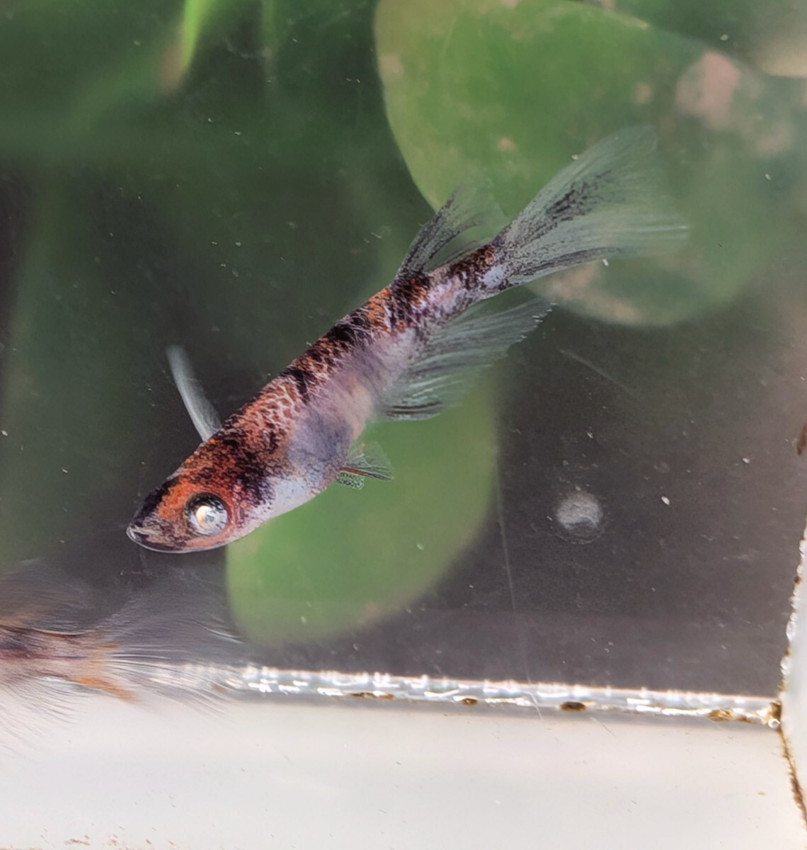 【現物出品】極上 和墨白銀三色リアルロングフィンめだか　オス1メス2　メス光リアル　アースアイメダカ　8月産まれ【桜庵】ぱれっと様直系_画像1