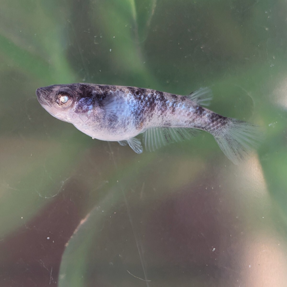 【現物出品】極上 和墨白銀三色めだか　2ペア　アースアイ　メダカ　8月産まれ【桜庵】ぱれっと様直系_画像2