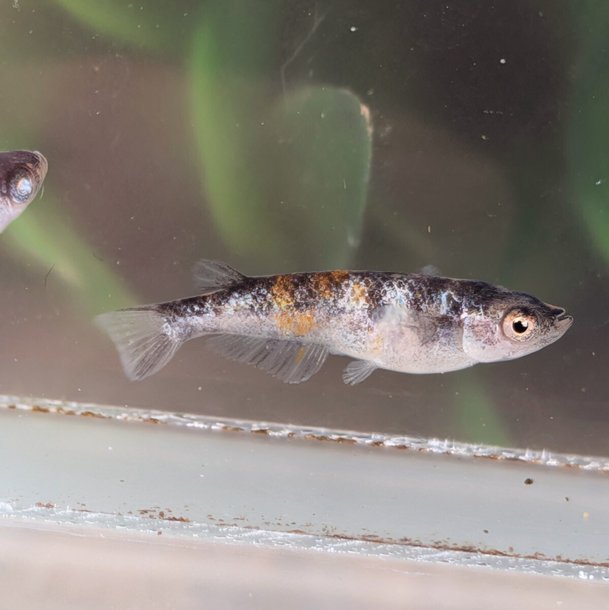 【現物出品】極上 和墨白銀三色めだか　2ペア　アースアイ　メダカ　8月産まれ【桜庵】ぱれっと様直系_画像3