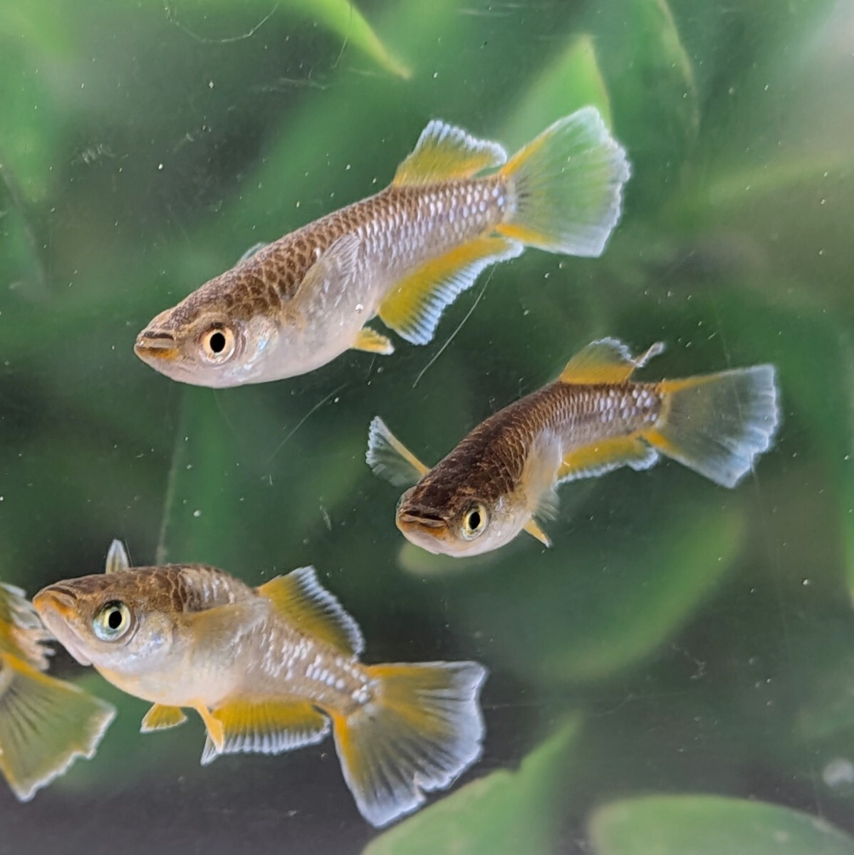 【現物出品】極上　フロマージュめだか　6匹　光体型1ペア普通体型2ペア　メダカ　8月産まれ【桜庵】 夢中めだか様直系_画像2