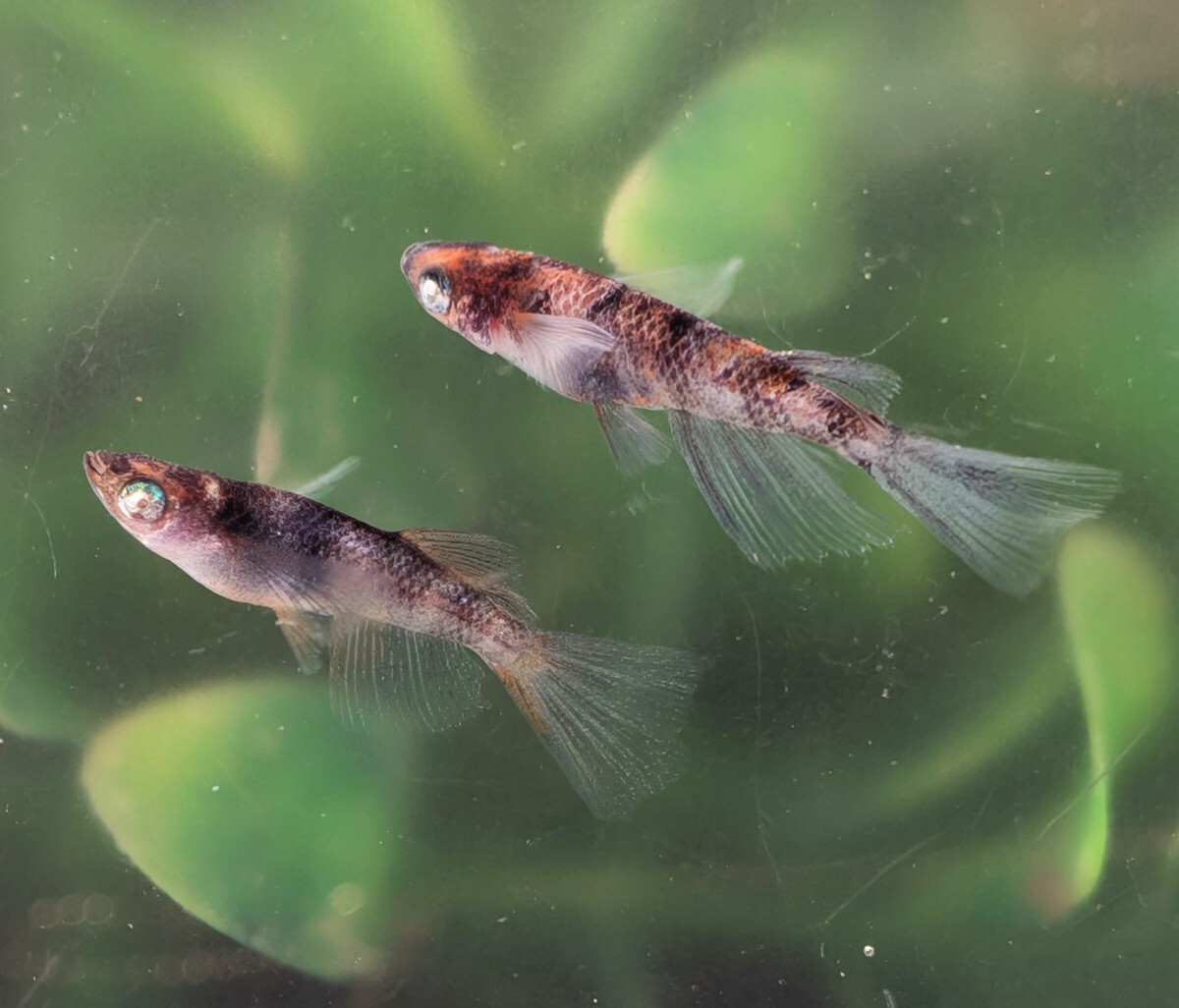 【現物出品】極上 和墨白銀三色リアルロングフィンめだか　オス1メス2　メス光リアル　アースアイメダカ　8月産まれ【桜庵】ぱれっと様直系_画像2