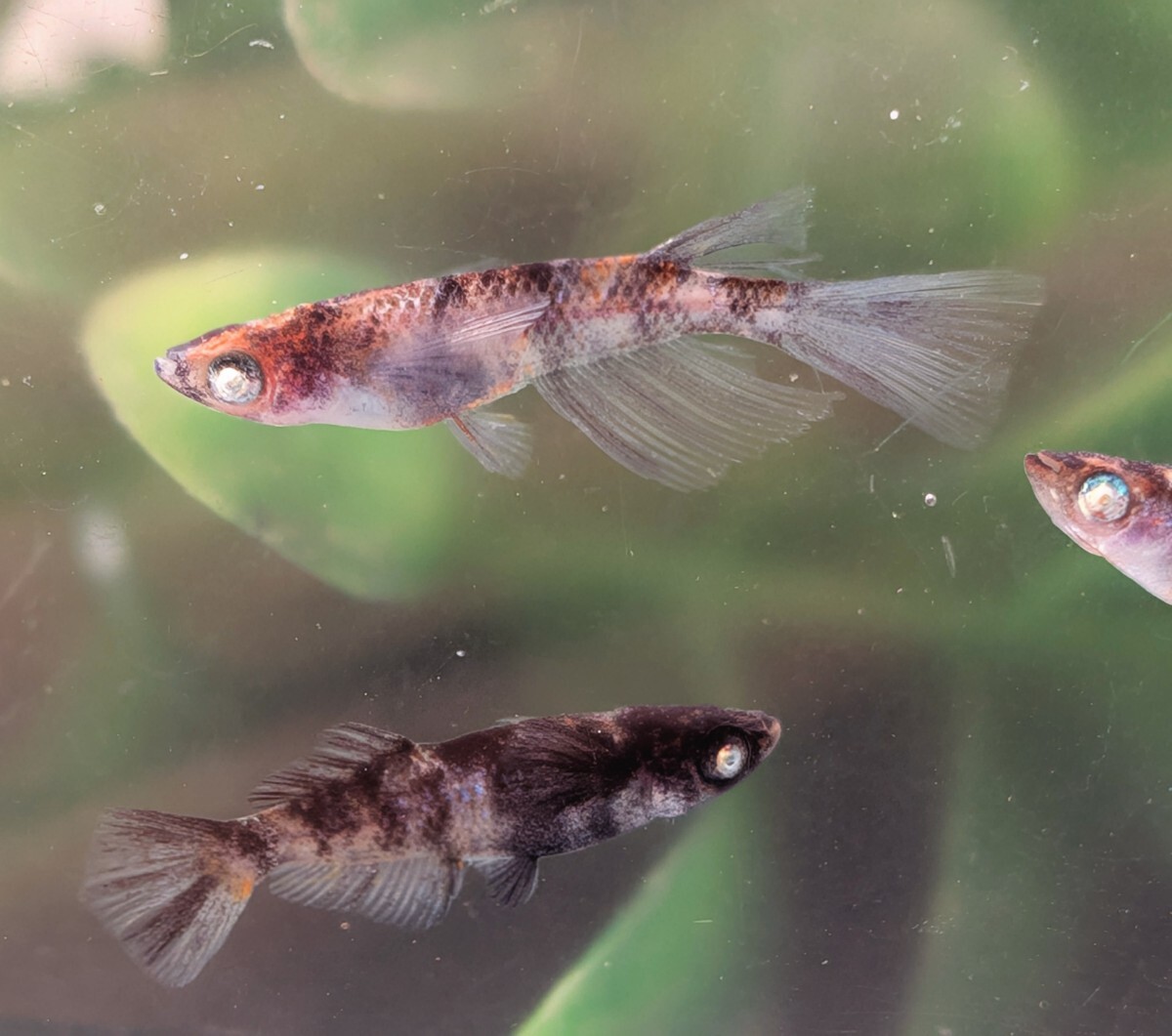 【現物出品】極上 和墨白銀三色リアルロングフィンめだか　オス1メス2　メス光リアル　アースアイメダカ　8月産まれ【桜庵】ぱれっと様直系_画像4