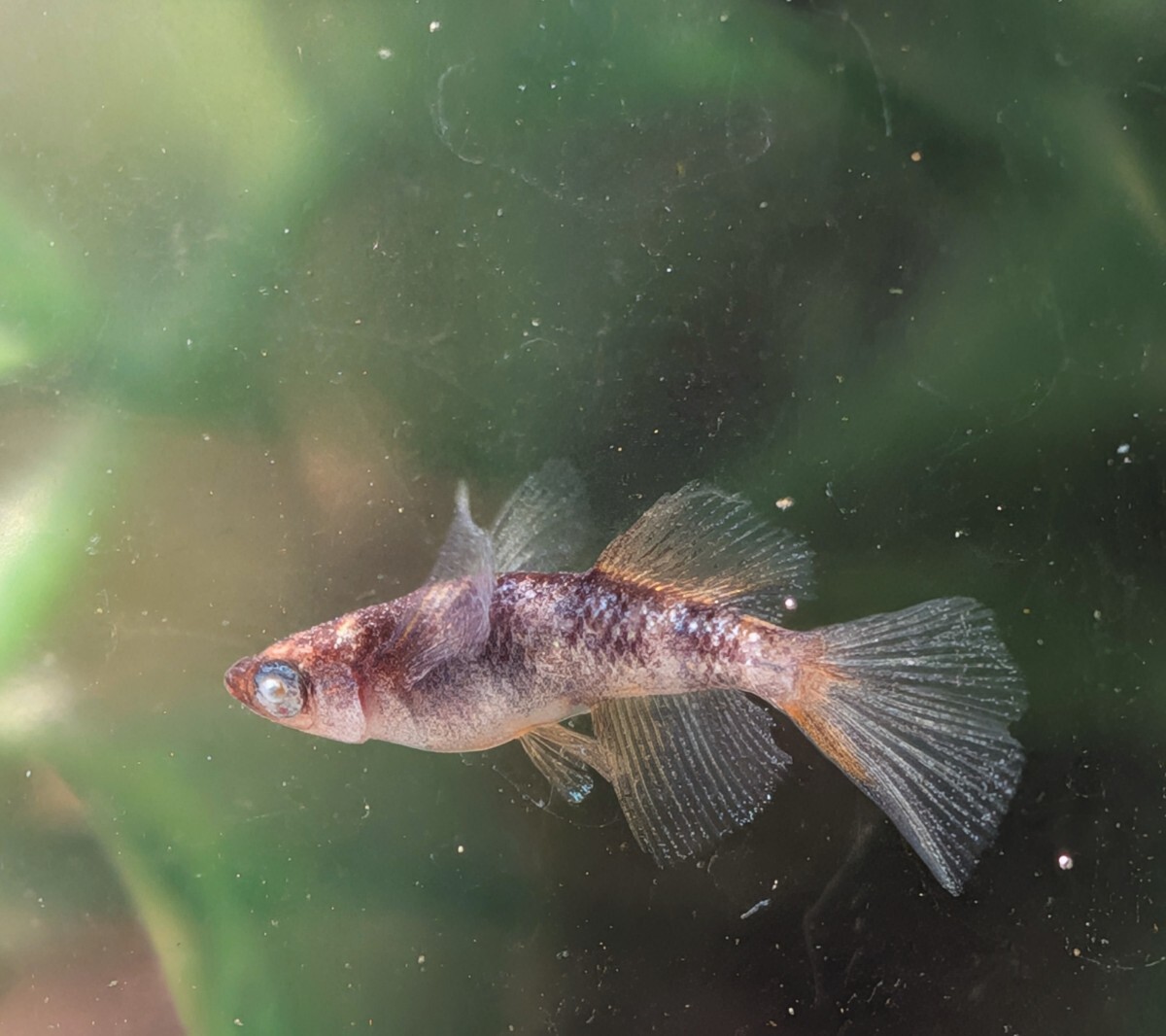 【現物出品】極上 和墨白銀三色リアルロングフィンめだか　オス1メス2　メス光リアル　アースアイメダカ　8月産まれ【桜庵】ぱれっと様直系_画像5