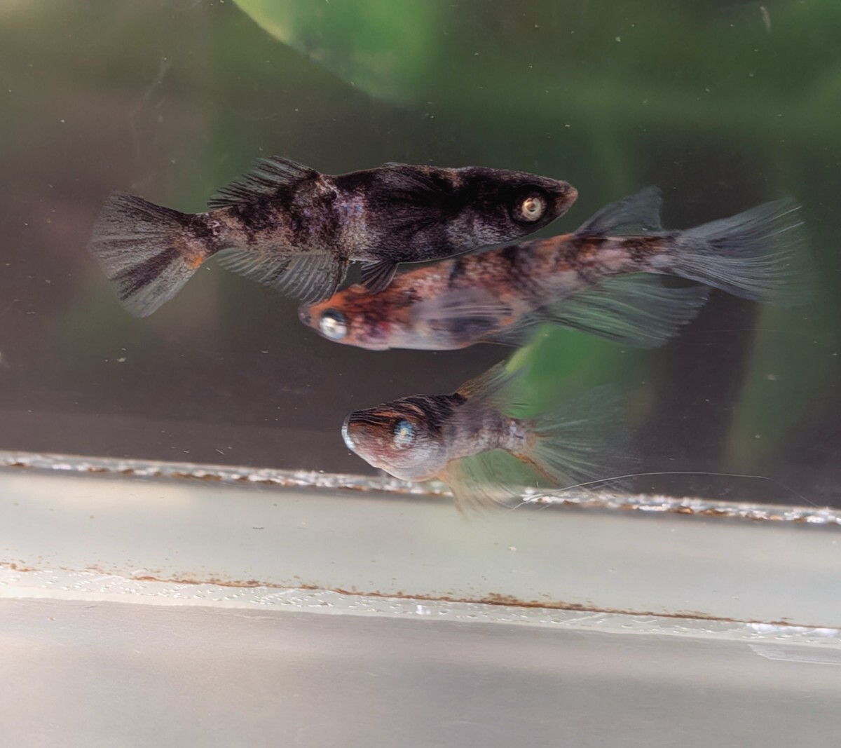 【現物出品】極上 和墨白銀三色リアルロングフィンめだか　オス1メス2　メス光リアル　アースアイメダカ　8月産まれ【桜庵】ぱれっと様直系_画像7