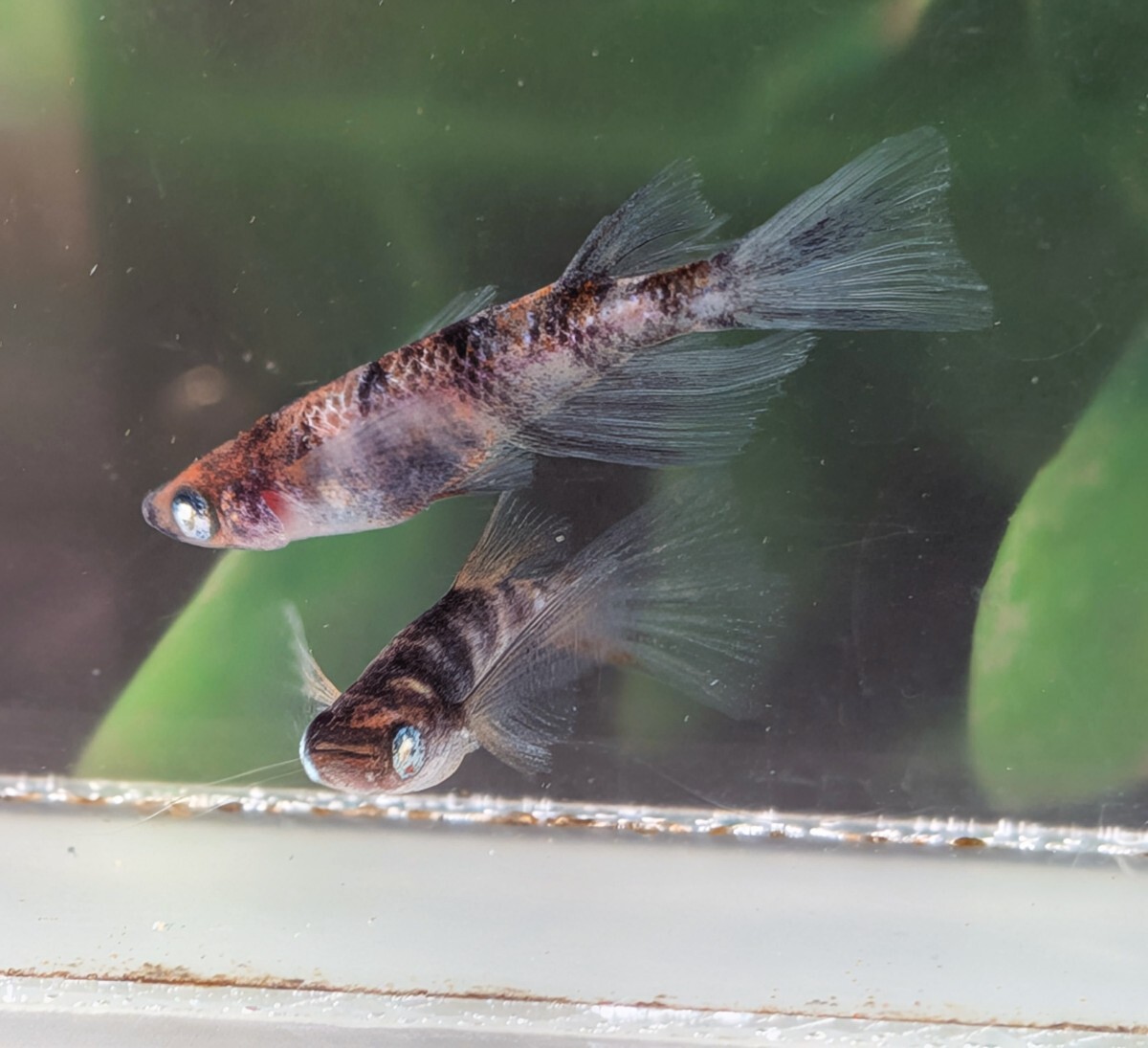 【現物出品】極上 和墨白銀三色リアルロングフィンめだか　オス1メス2　メス光リアル　アースアイメダカ　8月産まれ【桜庵】ぱれっと様直系_画像6