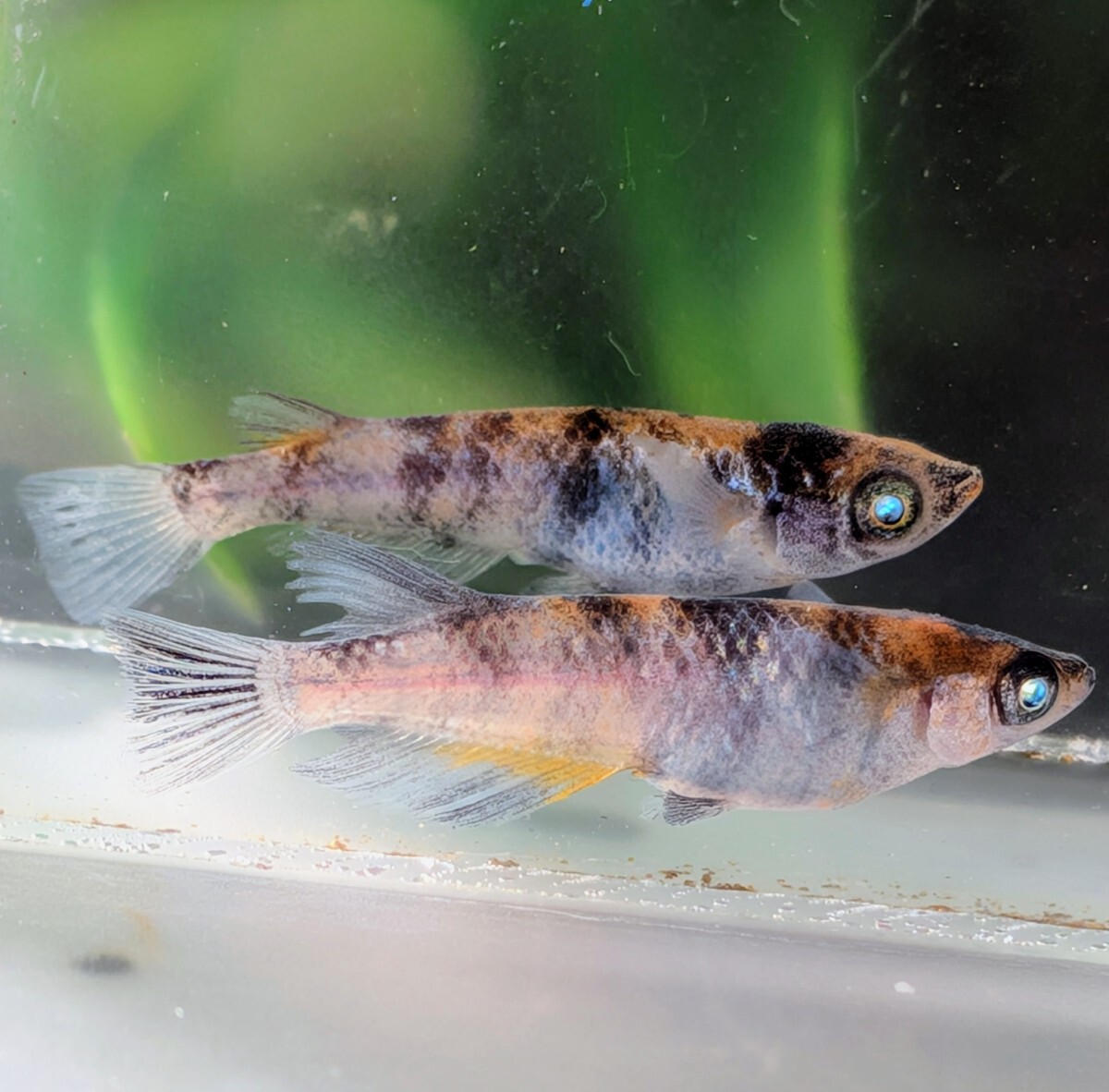 【現物出品】極上 和墨白銀三色めだか 2ペア アースアイ メダカ 8月産まれ【桜庵】 ぱれっと様直系_画像3