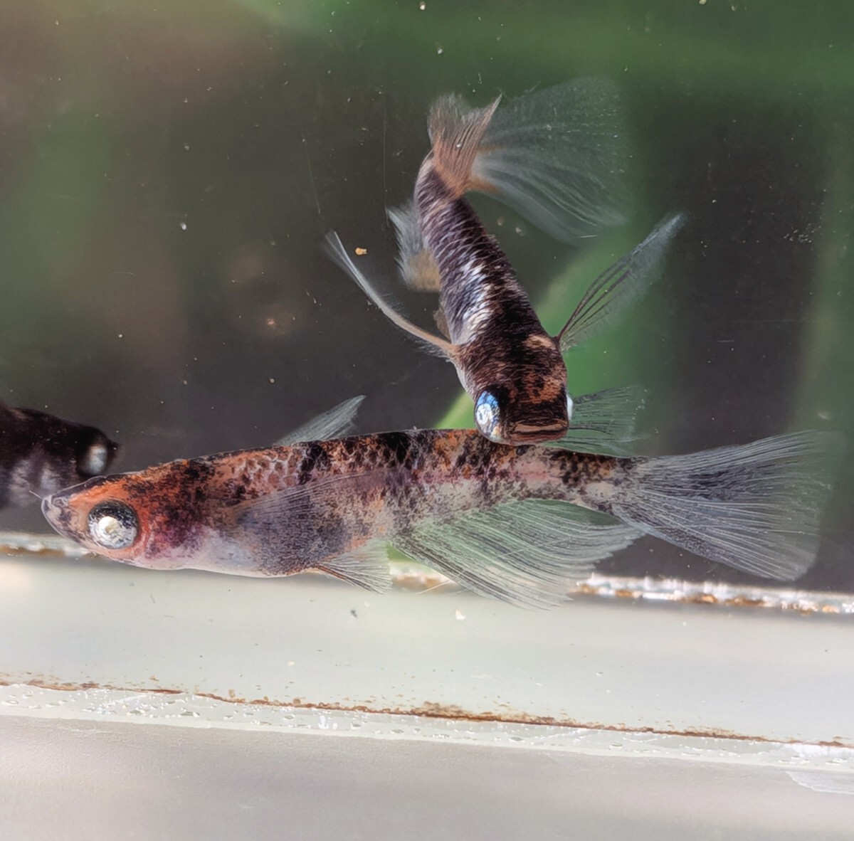 【現物出品】極上 和墨白銀三色リアルロングフィンめだか　オス1メス2　メス光リアル　アースアイメダカ　8月産まれ【桜庵】ぱれっと様直系_画像3