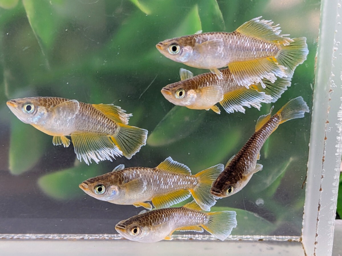 【現物出品】極上　フロマージュめだか　6匹　光体型1ペア普通体型2ペア　メダカ　8月産まれ【桜庵】 夢中めだか様直系_画像4