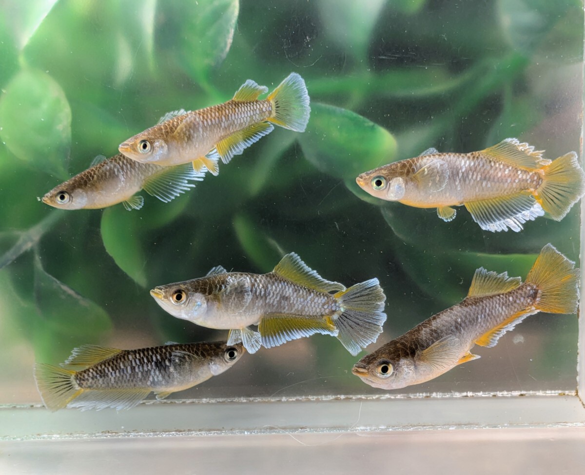 【現物出品】極上 フロマージュめだか 6匹 光体型2ペア普通体型1ペア メダカ 7月産まれ【桜庵】 夢中めだか様直系_画像4