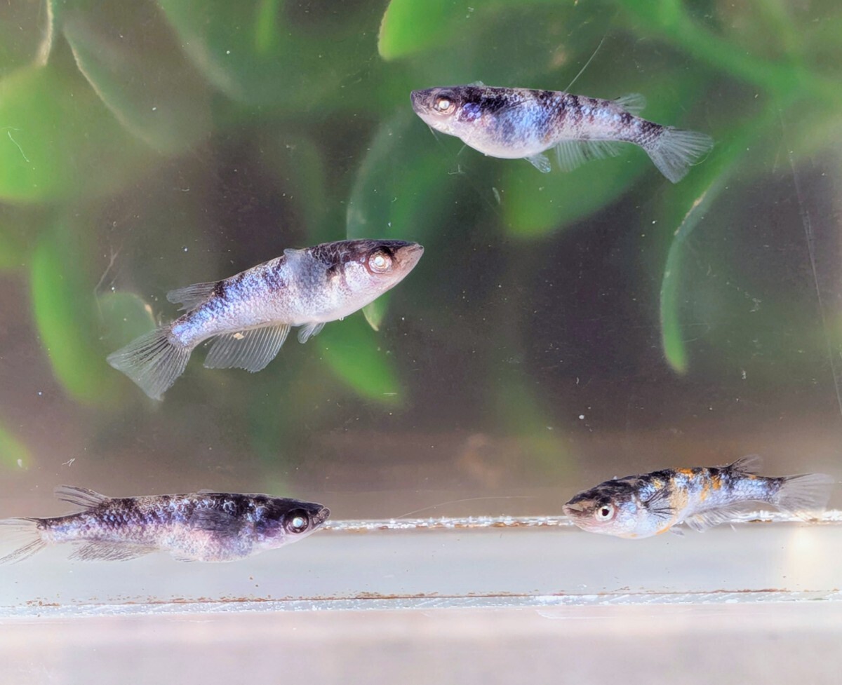 【現物出品】極上 和墨白銀三色めだか　2ペア　アースアイ　メダカ　8月産まれ【桜庵】ぱれっと様直系_画像5