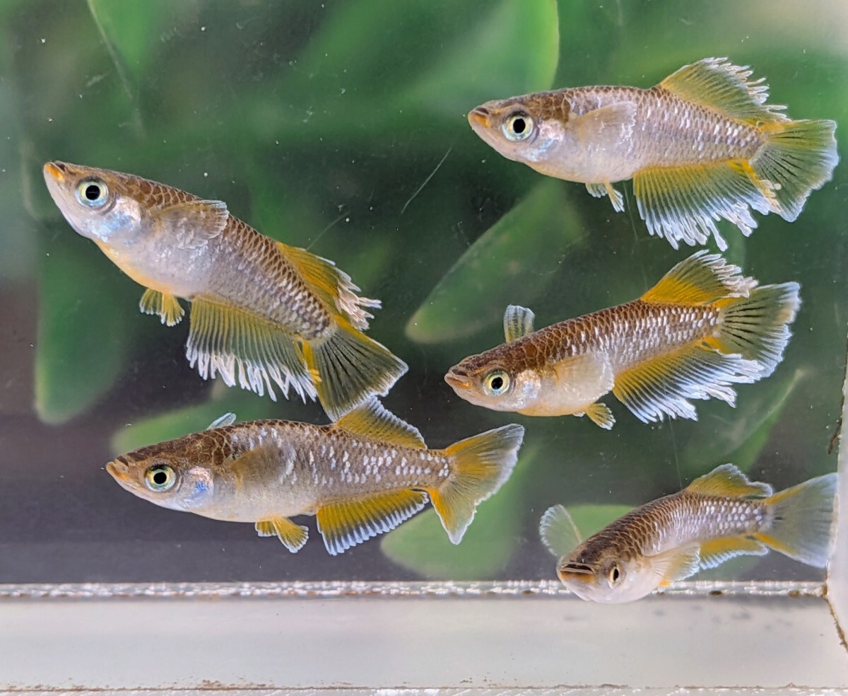 【現物出品】極上　フロマージュめだか　6匹　光体型1ペア普通体型2ペア　メダカ　8月産まれ【桜庵】 夢中めだか様直系_画像3