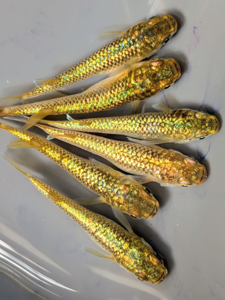 【現物出品】極上　金塊めだか　6匹　3ペア　メダカ　8月産まれ【桜庵】_画像2