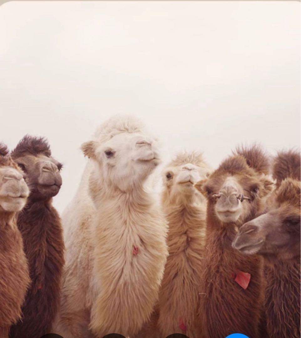 防寒ソックス　キャメルカラー　3足　男女　ルームソックス　おやすみ靴下　ウール混　ぽかぽか　あったか　_画像4