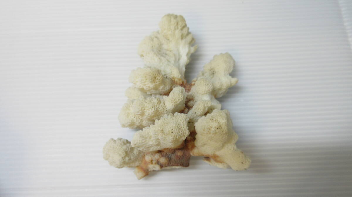 天然珊瑚 飾り サンゴ インテリア_画像5