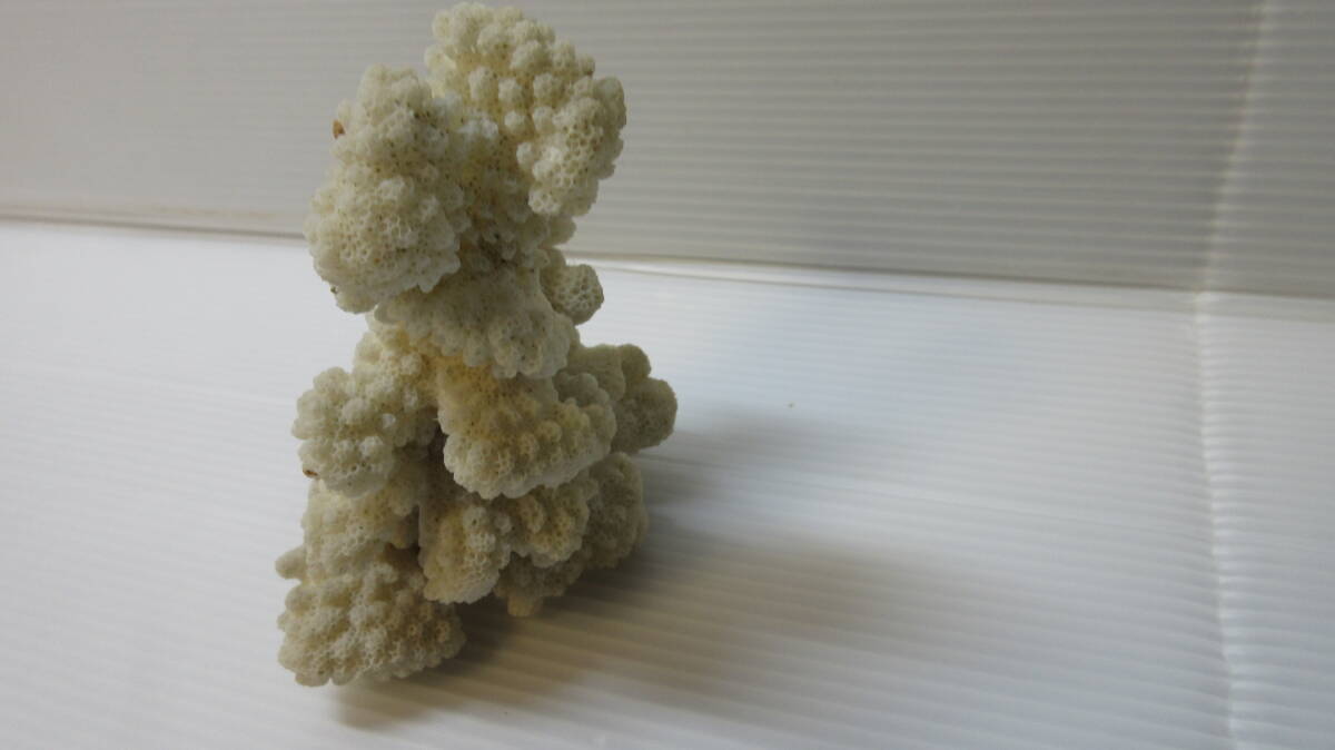 天然珊瑚 飾り サンゴ インテリア_画像4