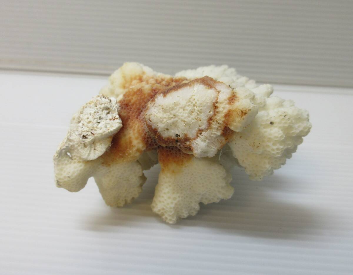 天然珊瑚 飾り サンゴ インテリア_画像3