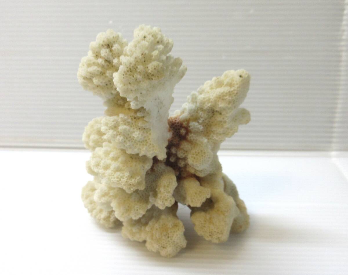 天然珊瑚 飾り サンゴ インテリア_画像1