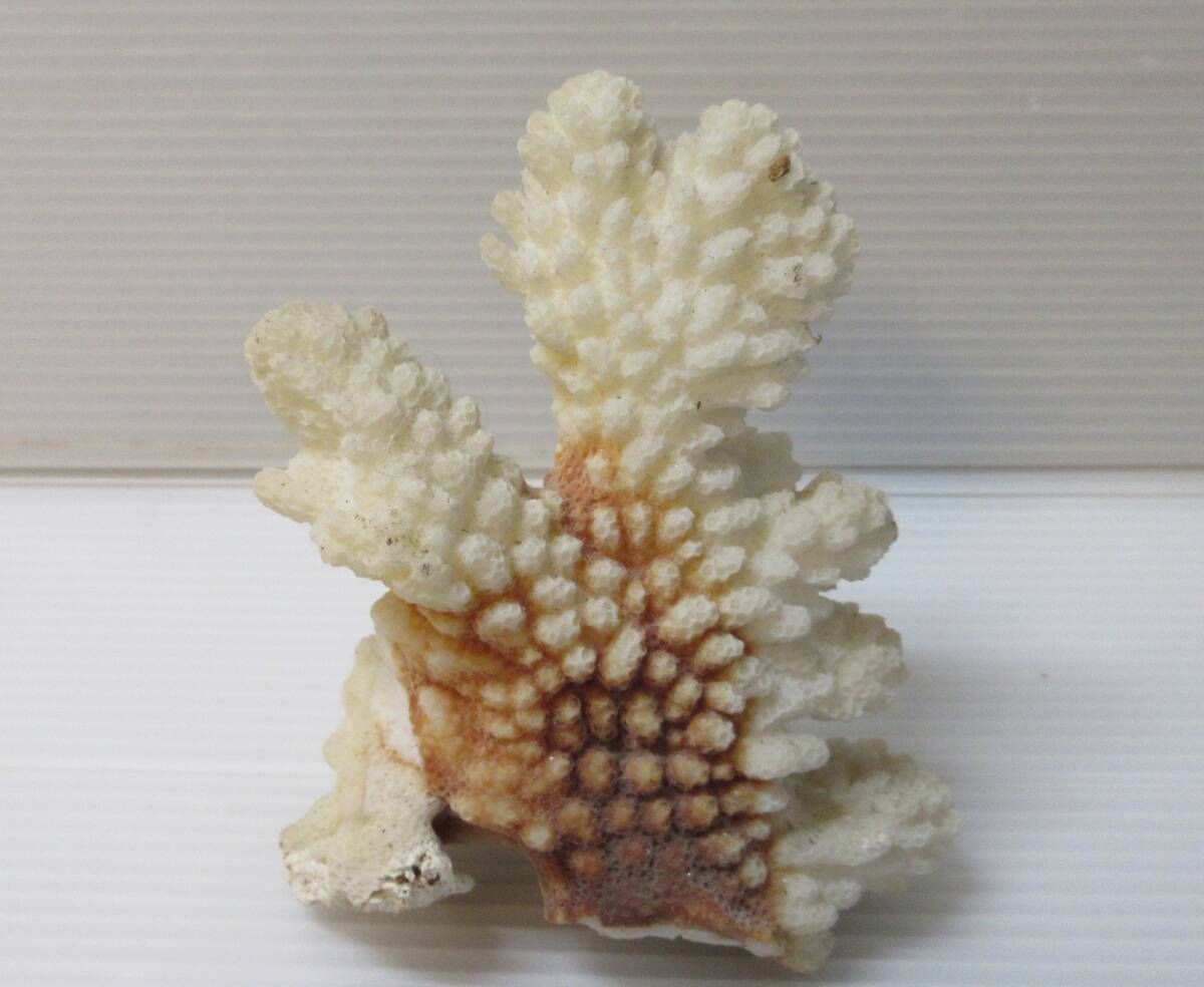 天然珊瑚 飾り サンゴ インテリア_画像2