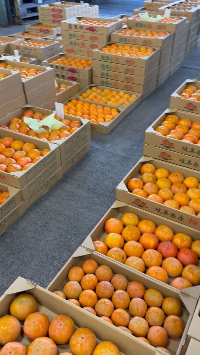 本場の味！岐阜県産(本巣、糸貫) 富有柿　約5.5kg箱