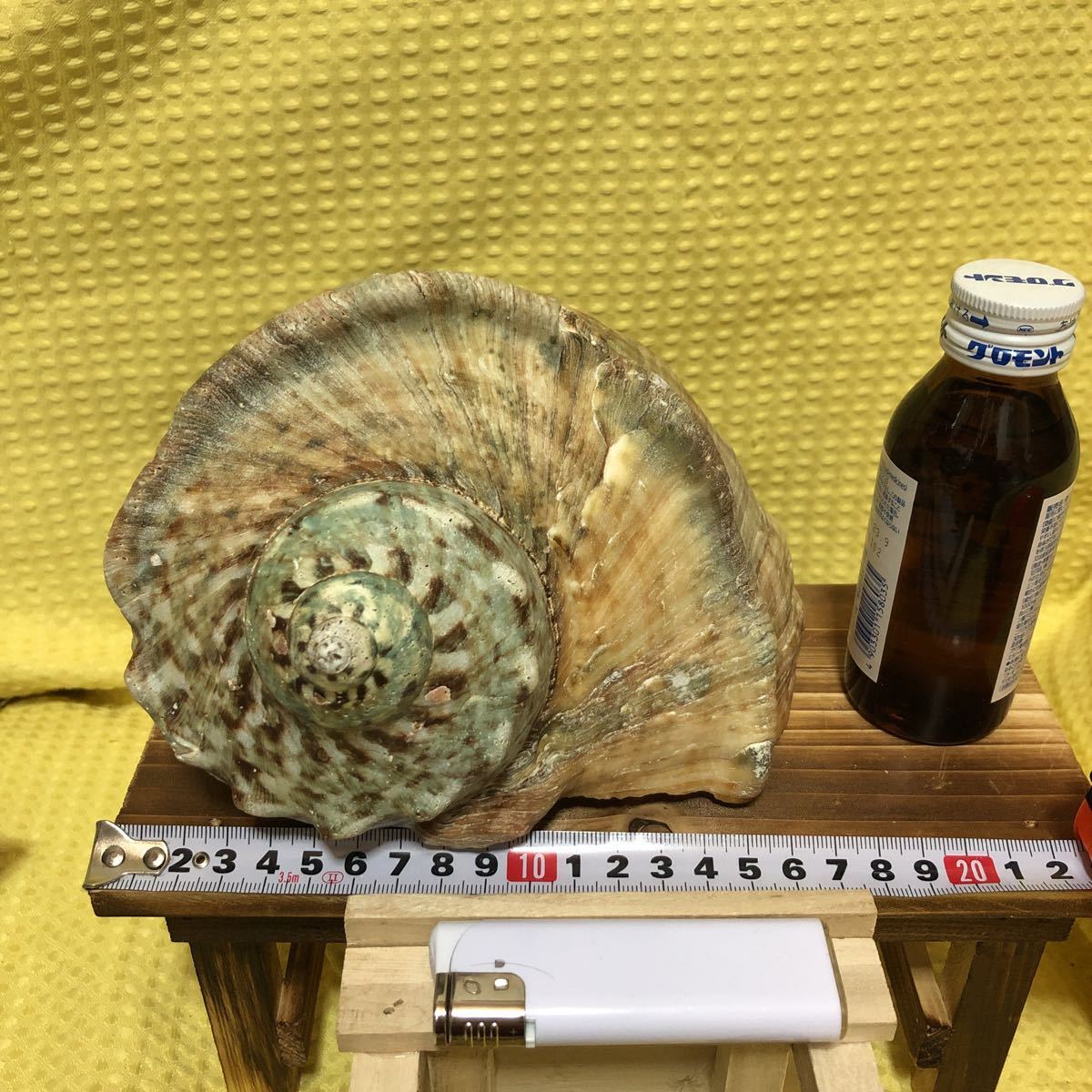 貝殻 沖縄の値段と価格推移は 212件の売買情報を集計した貝殻 沖縄の価格や価値の推移データを公開