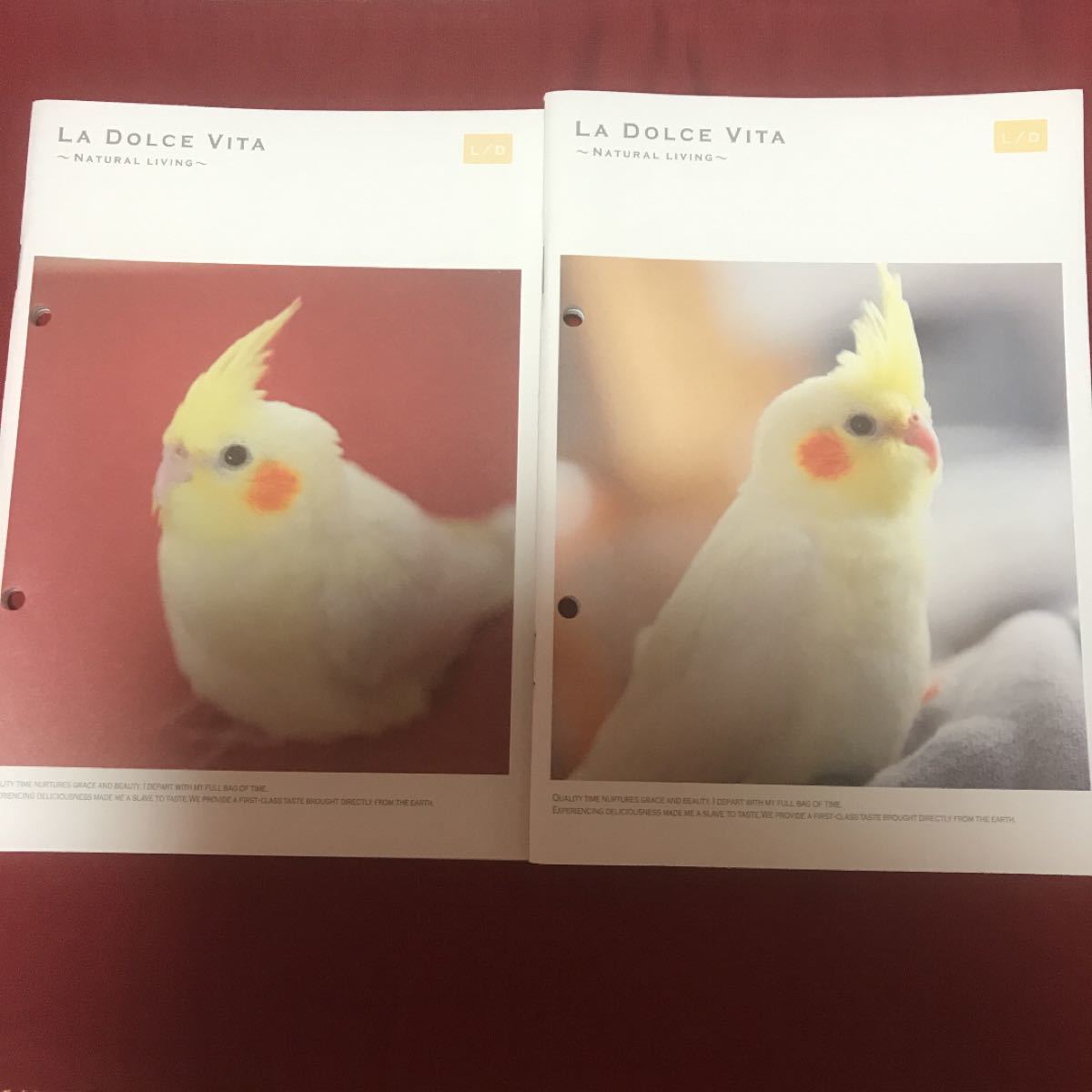 Paypayフリマ 可愛い オカメインコ ノート シール セット 小鳥 新品 Paypayフリマ 可愛い オカメインコ ノート シール セット 小鳥 新品