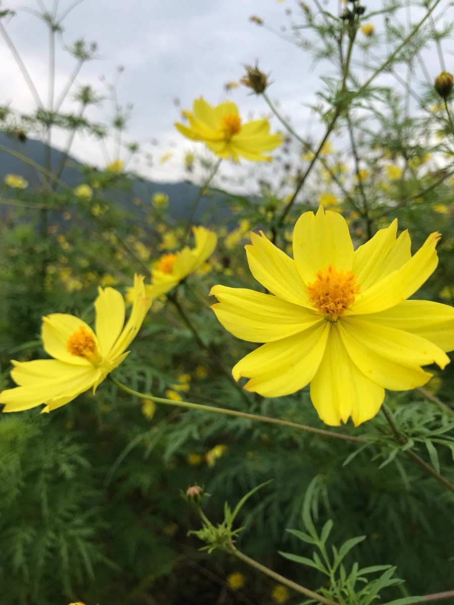 Paypayフリマ 家庭菜園に水色のお花を 亜麻仁の種 ご希望あればイエローコスモスの種つけます Paypayフリマ 家庭菜園に水色のお花を 亜麻仁の種 ご希望あればイエローコスモスの種つけます