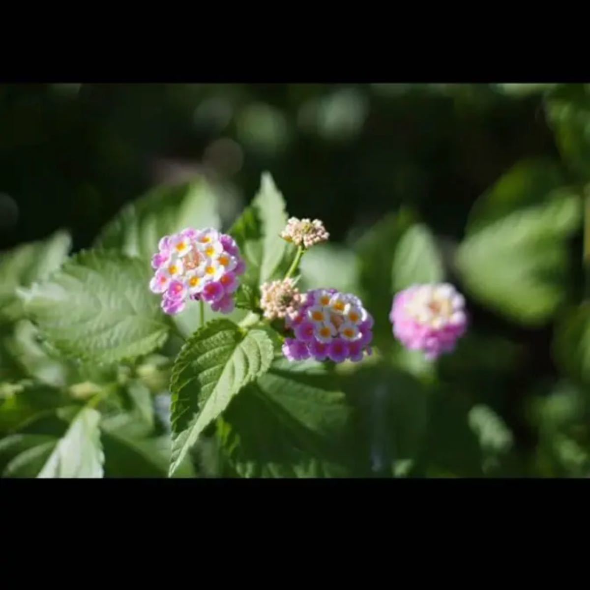 35mm F1.2 【F1.2の世界】背景ボケ！明るい！FUJIFILM対応！