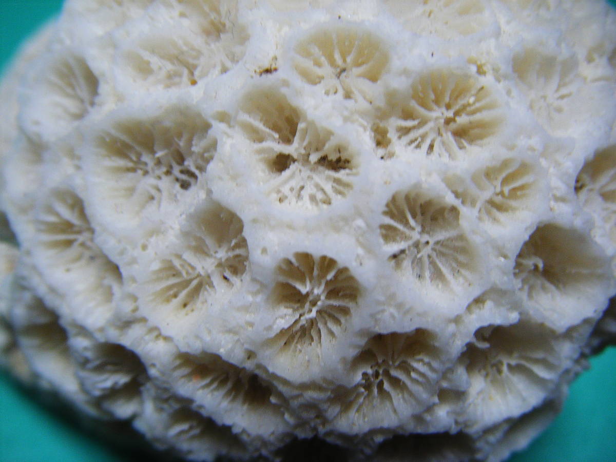 天然コーラル　重なり円形　白珊瑚　丸模様が珍品　_画像3